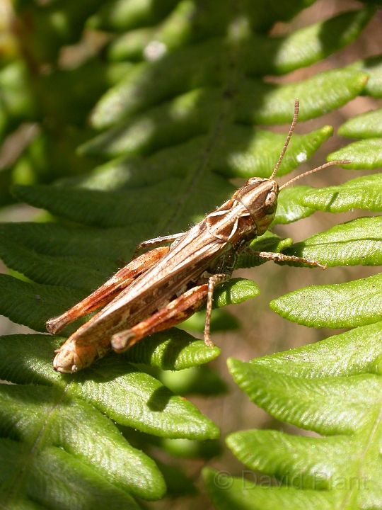 Heath grasshopper.jpg - Heath grasshopper - Dorset